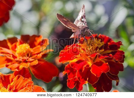 Brown butterfly on red yellow flower macro