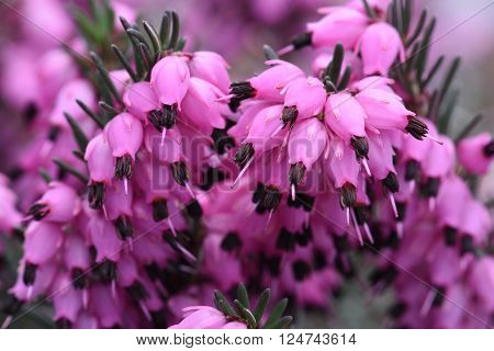 Purple heather flowers in the garden close up
