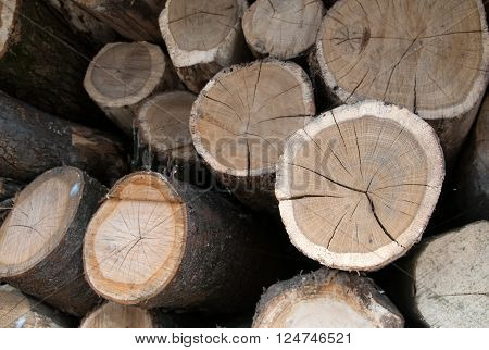 image of dry firewood laid in a heap