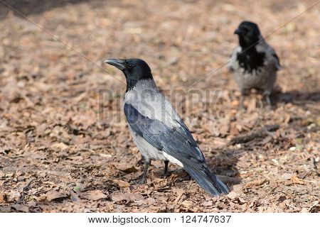 portrait of crow on dry leaves closeup