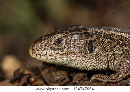 Detail of a Head Basking Sand Lizard (Lacerta agilis) in the Bark Mulch in the Evening