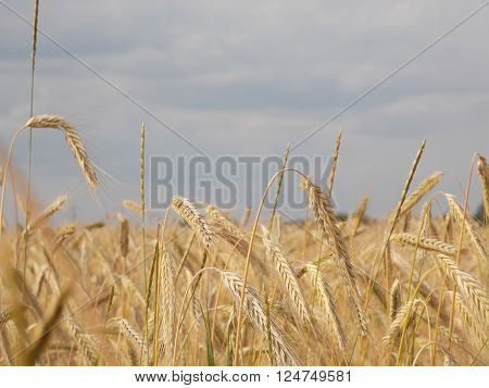 Rye and the blue grey sky and field
** Note: Visible grain at 100%, best at smaller sizes