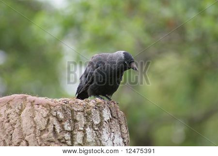 Jackdaw - Monedula นกกา