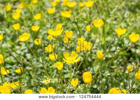 blooming flower in spring buttercup crowfoot ranunculus