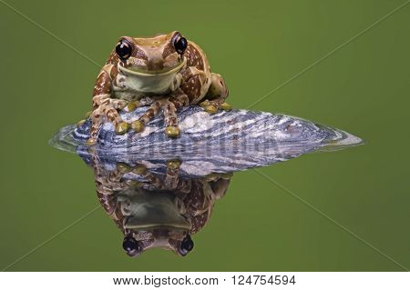 Amazon Milk Frog (Trachycephalus Resinifictrix) reflected in water