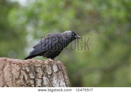 Jackdaw - Monedula นกกา