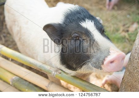 The boar family. Selective focus point on the eye of big boar
** Note: Shallow depth of field