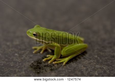Green Frog