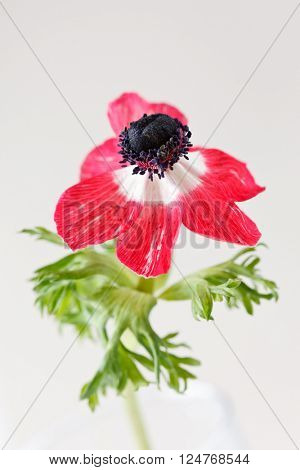 anemone flower
