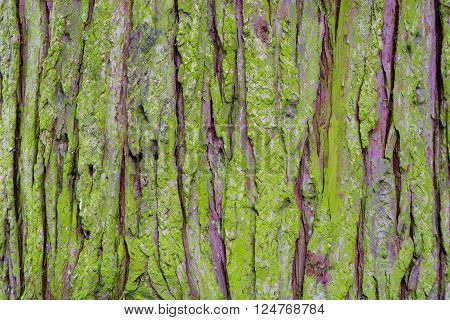 Algae covered conifer bark background. Roughly textured bark of coniferous tree covered in bright green growth
** Note: Soft Focus at 100%, best at smaller sizes