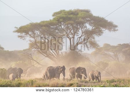 Elephant herd in Amboseli national park in Kenya., Africa.