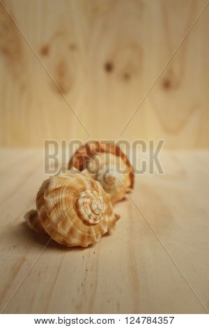 conch shell on a background of wooden.