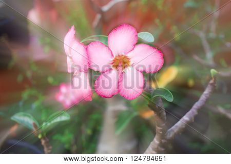 Flowers of an azalea of salmon color close up
** Note: Shallow depth of field