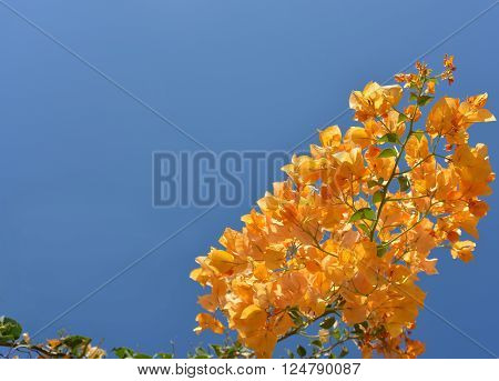 Orange bouganvillea against blue sky background. Image contains free space.