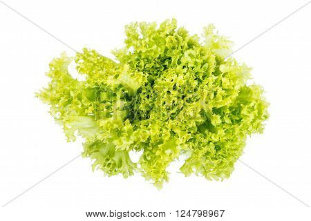 Fresh salad lettuce close up top view isolated on white