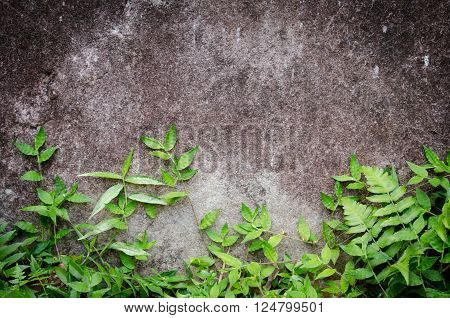 green leaf background in forest have many species flora . background have many colour in frame