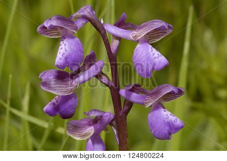 Green-winged Orchid - Anacamptis morio 
Grassland flower
