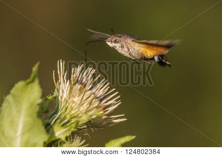 A hummingbird hawkmoth sucklle on a flower
