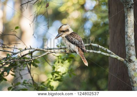 Kookaburra by itself in a tree during the day in Queensland