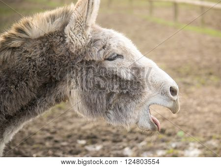 Closeup profile portrait of a braying donkey.