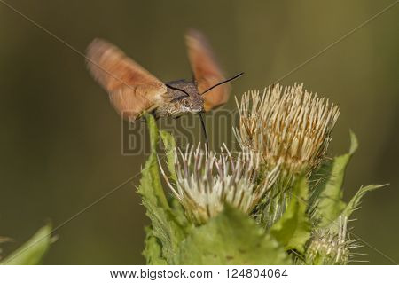A hummingbird hawkmoth suckles on a flower