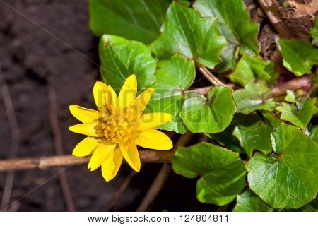 Ficaria Verna, commonly known as Lesser Celandine, is a low-growing, hairless perennial flowering plant in the buttercup family Ranunculaceae native to Europe and west Asia.