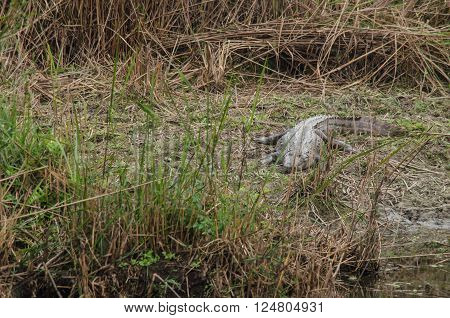 Crocodile Are Semiaquatic And Tend To Congregate In Freshwater Habitats Such As River, Lakes, Wetlan