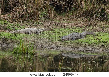 Crocodile Are Semiaquatic And Tend To Congregate In Freshwater Habitats Such As River, Lakes, Wetlan