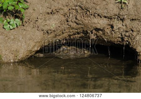Crocodile Are Semiaquatic And Tend To Congregate In Freshwater Habitats Such As River, Lakes, Wetlan