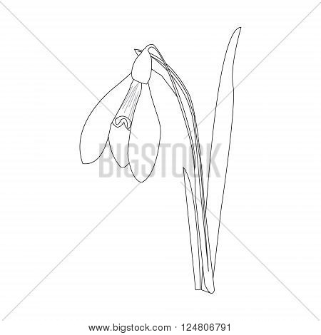 Snowdrops on a blue background. Spring vector illustration. Vector background with snowdrop. Background with flower. Illustrations of flowers. Spring background