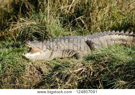throughout the tropics in africaasia the americas and australia order Crocodilia which includes Tomistoma the alligators and caimans the gharials and all other living and fossil Crocodylomor