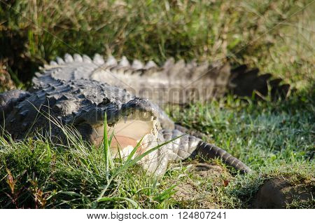 Crocodile Are Semiaquatic And Tend To Congregate In Freshwater Habitats Such As River, Lakes, Wetlan