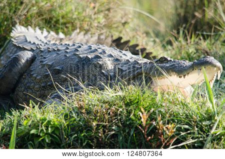 throughout the tropics in africaasia the americas and australia order Crocodilia which includes Tomistoma the alligators and caimans the gharials and all other living and fossil Crocodylomor
