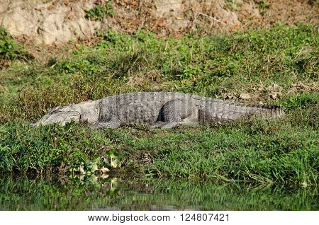 crocodiles or true crodiles are large aquatic reptiles that live throughout the tropics in africaasia the americas and australia order Crocodilia which includes Tomistoma the alligators and caimans the gharials and all other living and fossil Crocodylomor