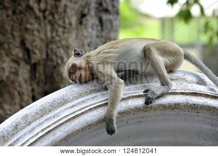 Macaque monkey sleeping on a wall outside the Khao Yoi mountain temple, Petchaburi province in Thailand.