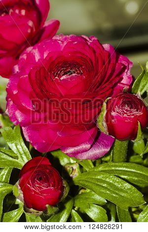 a persian ranunculus blossoming fully in spring