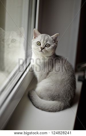 Gray British Shorthair on the windowsill. Traditional British domestic cat, with a distinctively chunky body, dense coat and broad face.