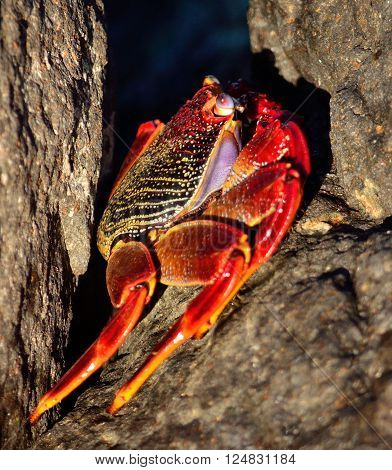 Large red crab hidden among the stones