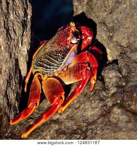 Large red crab hidden among the stones