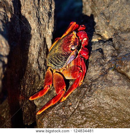 Large red crab hidden among the stones