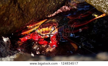 Large red crab hidden among the stones