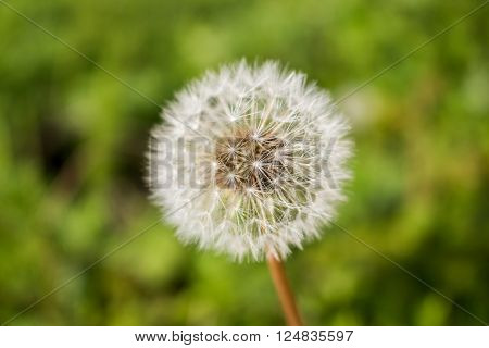 Dandelion seeds in the morning on the green background
** Note: Visible grain at 100%, best at smaller sizes