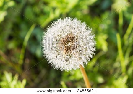 Dandelion seeds in the morning on the green background
** Note: Visible grain at 100%, best at smaller sizes