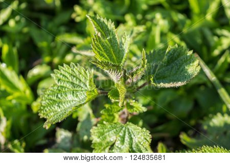 Young green nettle in forest in the morning
** Note: Visible grain at 100%, best at smaller sizes