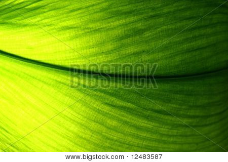 grünes Blatt Makro
