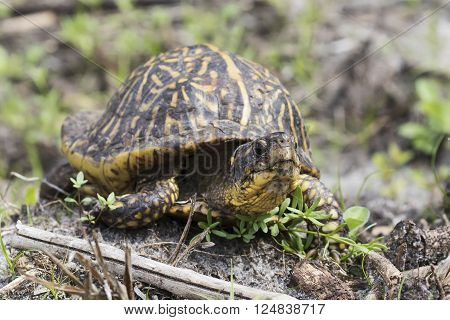 Florida Box Turtle