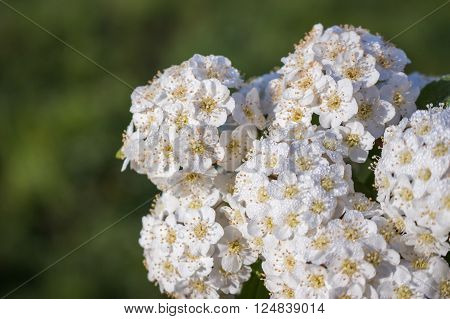 dewy flowering shrub bridal wreath spirea floral background.