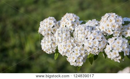 dewy flowering shrub bridal wreath spirea floral background.
