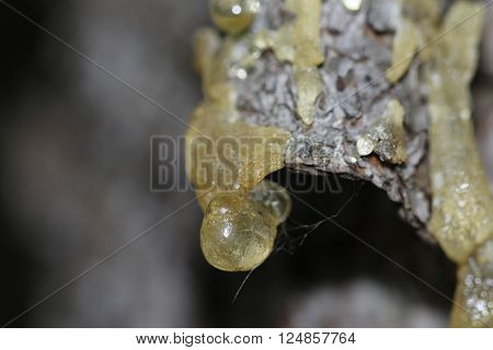 The Yellow Drop Of Resin On A Tree
