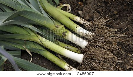 Freshly lifted leeks allium ampeloprasum in a vegetable garden variety Musselburgh.